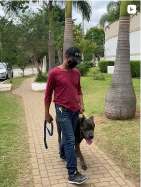 Post do Instagram Canil Arcanine