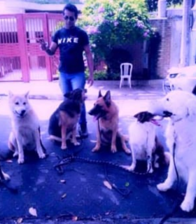 Galeria Canil Arcanine