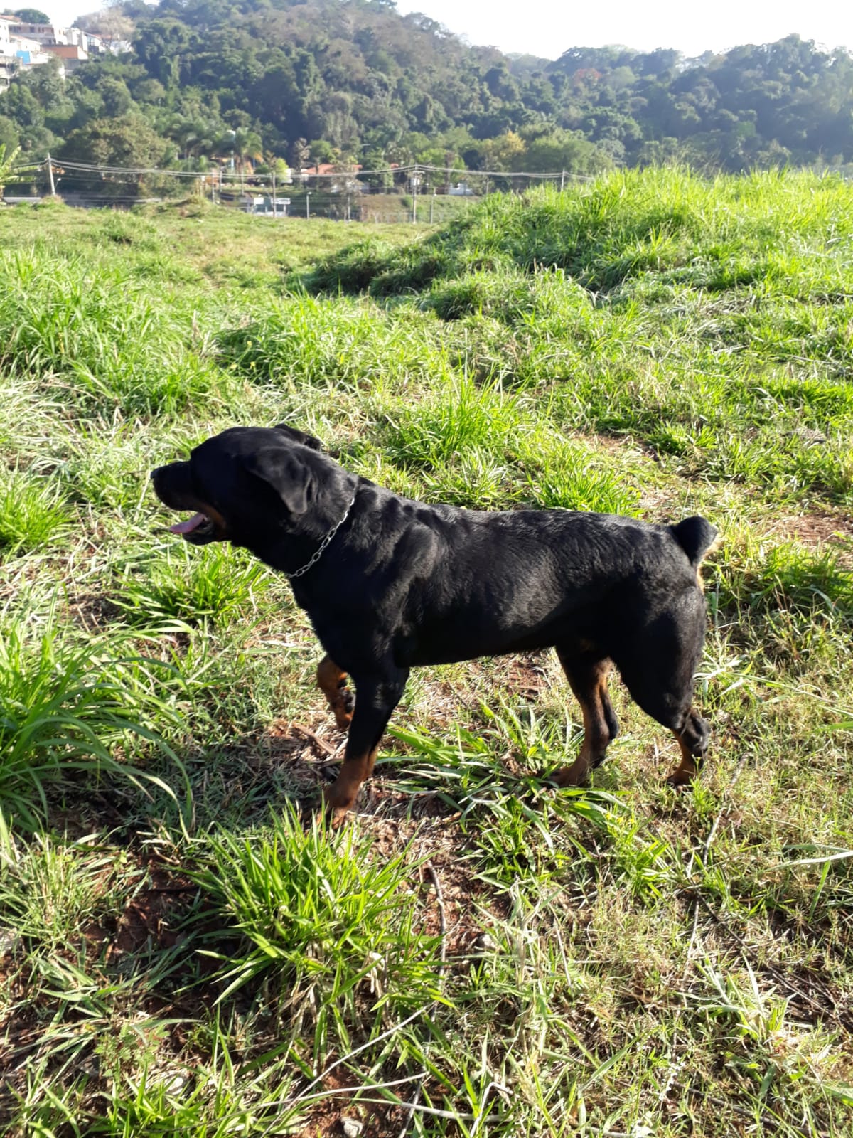 Galeria Canil Arcanine