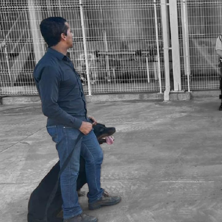 Galeria Canil Arcanine